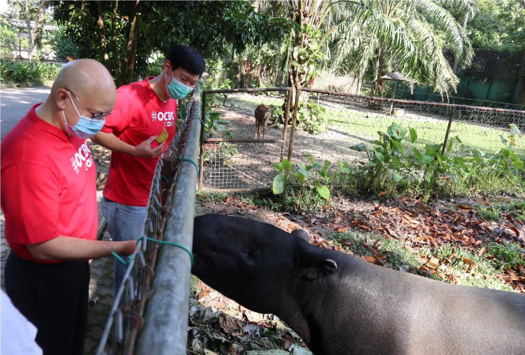 OCBC Al-Amin CEO Tuan Syed Abdull Aziz Syed Kechik (left) and OCBC Bank CEO Dato' Ong Eng Bin (right) feeding a tapir at Zoo Negara Malaysia following the sponsorship unveiling ceremony 